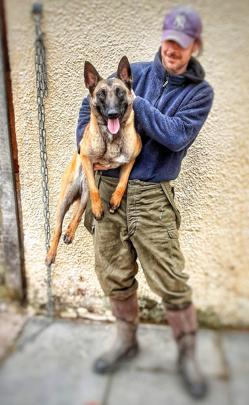 Belgian Malinois (AVAILABLE) The Dog Trainer UK Protection and