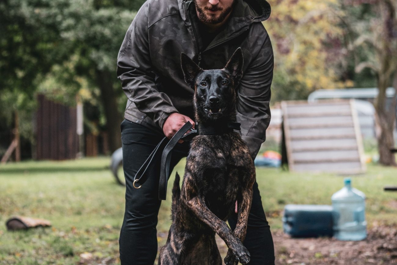 The Dog Trainer UK Protection Training North West Local Dog Trainer
