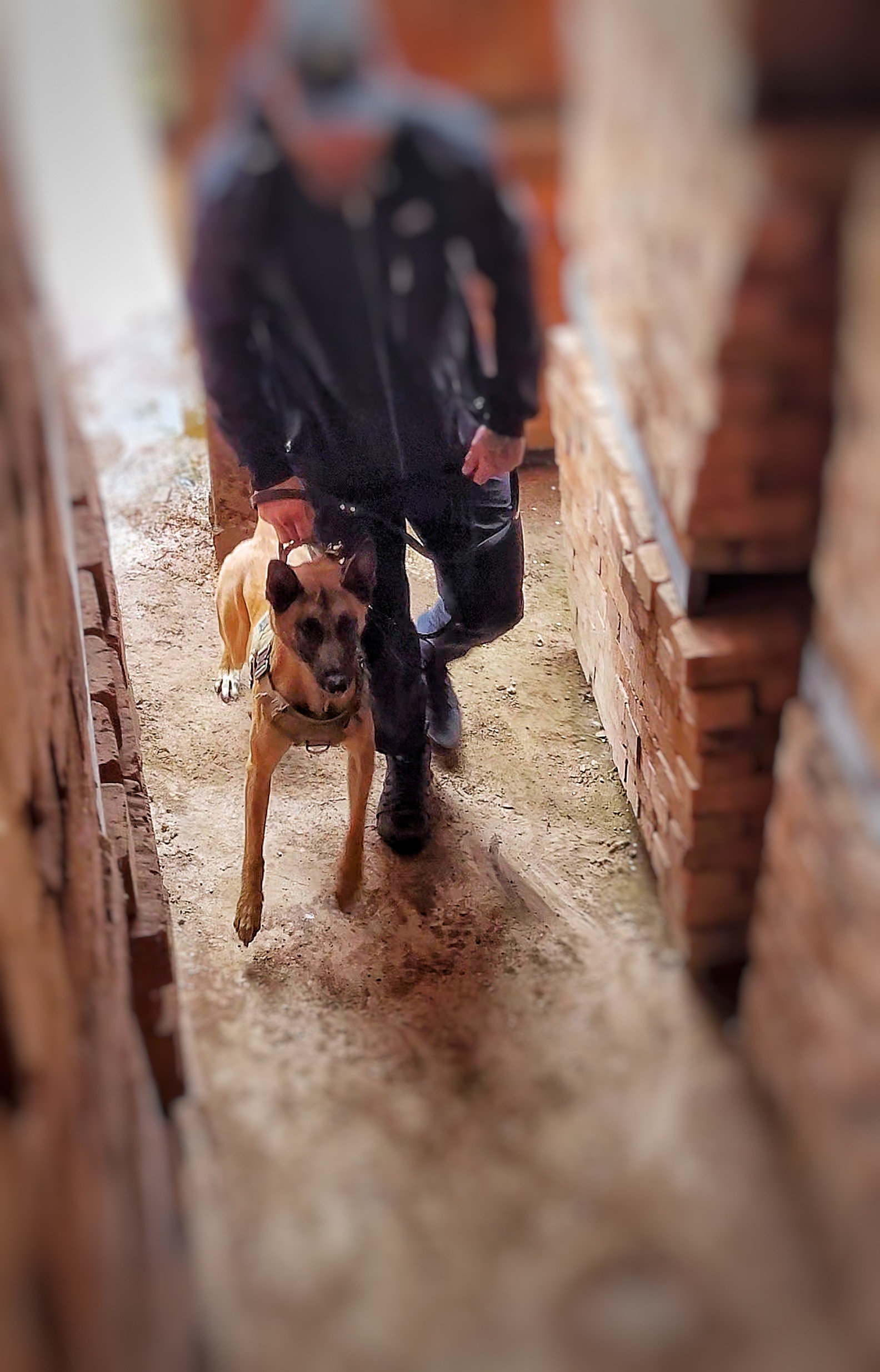 THE VITAL ROLE OF IN SELECTING PERSONAL PROTECTION DOGS The