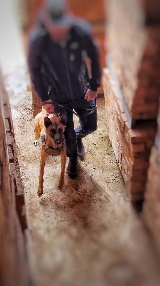Nice to see this KC female back for some top-up training.
.
.
.
.
#kc #fci #malinois #belgianmalinois #belgianshepherd #belgianshepherdmalinois #personalprotectiondog #securitydog #guarddog #dogtraining #dogtrainer