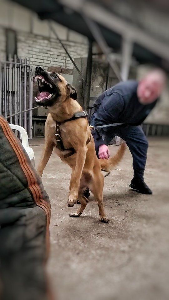 A good show of forward aggression is essential in personal protection dogs because it acts as a deterrent and a signal to potential threats. 
In personal protection scenarios, the main purpose of forward aggression is to discourage potential attackers from engaging further, keeping the handler and the dog safe.
A solid "watch command" followed by a strong display of forward  aggression, can effectively intimidate potential intruders or attackers, causing them to reconsider their actions and is often sufficient to deter potential threats and diffuse many situations. 
This approach is not only effective in personal protection scenarios but also provides a non-violent means of resolving conflicts or deterring unwanted behaviour. It underlines the importance of proper training and communication between the trainer, the handler, and the dog, enabling them to work together harmoniously to manage potential threats while prioritizing safety and de-escalation whenever possible.
Combining a solid foundation of bitework training with the ability to demonstrate forward aggression provides a comprehensive approach to personal protection.
We train dogs to bite and follow through with confidence, but it’s forward aggression that ensures safety in most situations.
.
.
.
.
#malinois #belgianshepherd #dogtraining #personalprotection #personalprotectiondog #dogs #dogtrainer #belgianshepherddog