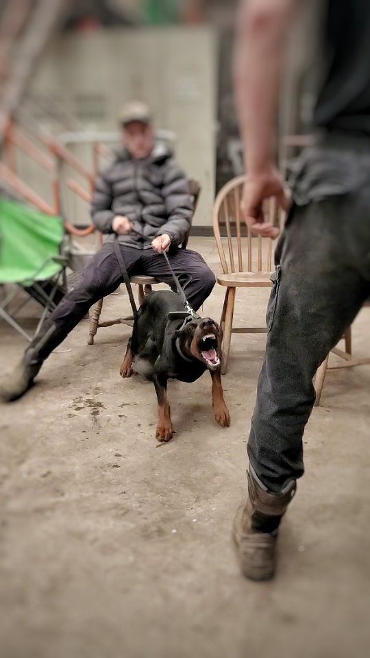 🔥🔥
.
.
.
.
#dobermann #doberman #dobermanpinscher #personalprotection #personalprotectiondog #dogtrainer #guarddog #securitydog #dogtraining