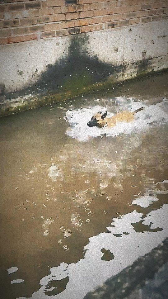 Making sure to tick every box with this pup @salfordworkingdog_kennels
.
.
.
.
#herder #dogtraining #personalprotectiondog #malinoispuppy #puppy #puppiesofinstagram #dogtrainer #water #workingdog