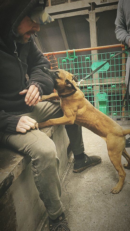 Karma 4 months old. @salfordworkingdog_kennels
Bred by: @rc_kennels_uk
.
.
.
.
#dogtraining #dogtrainer #personalprotectiondog #puppy #puppies #4montholdpuppy